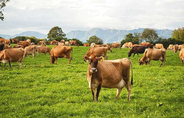The process of producing clean milk on the farm – From pasture to glass of milk