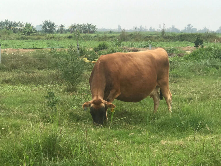 What is Jersey milk? Why is it called the “king of milks”?